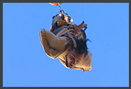 Aerial Stunt Rigging